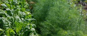 cabbage and dill plants Plant Perfect Garden Center