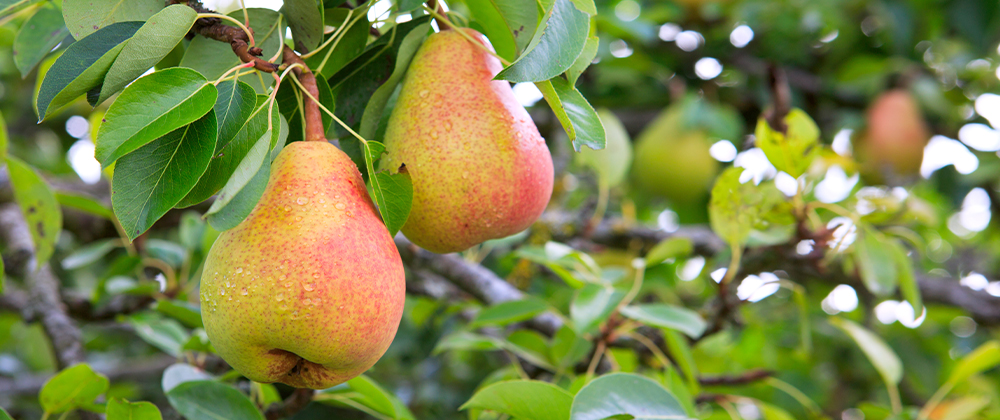Fruit Trees That Can Grow in North Dakota | Plant Perfect Fruit Trees That Grow In North Dakota