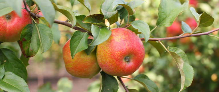 Fruit Trees That Can Grow in North Dakota | Plant Perfect Fruit Trees That Grow In North Dakota