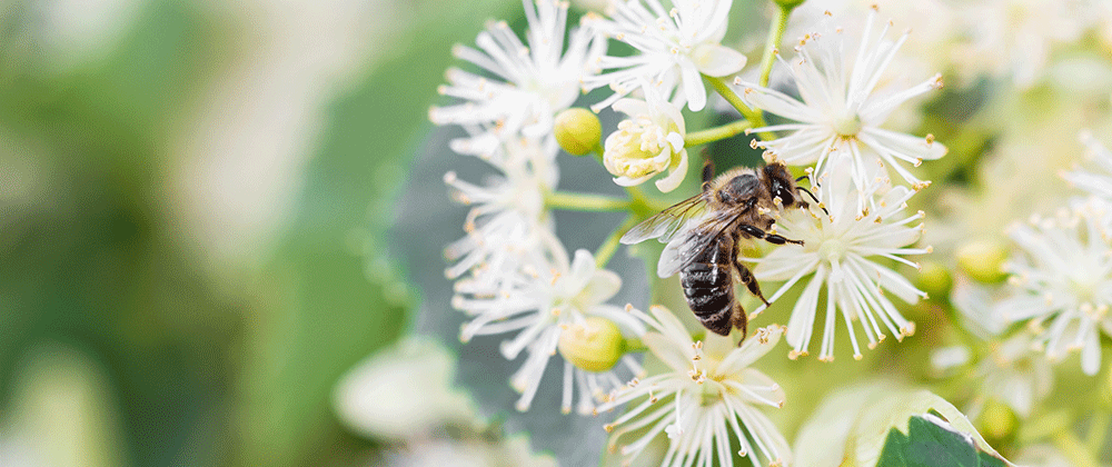 bee on white flower Plant Perfect Garden Center
