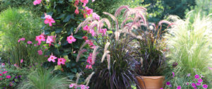 ornamental grasses Plant Perfect Garden Center