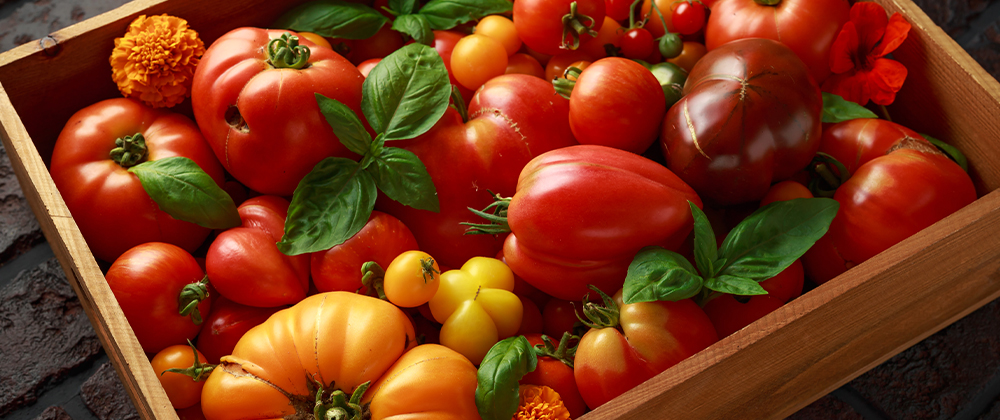 assorted tomatoes Plant Perfect Garden Center