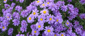 aster flowers Plant Perfect Garden Center