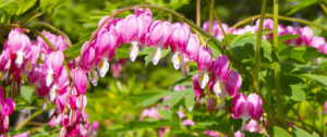 bleeding hearts plant Plant Perfect Garden Center
