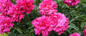 pink peonies Plant Perfect Garden Center