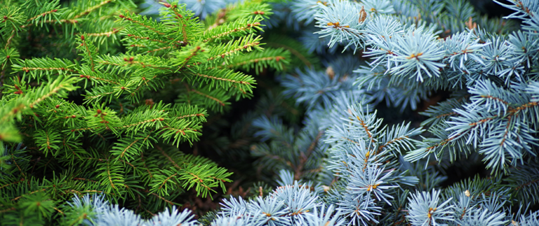 blue spruce and evergreen foliage Plant Perfect Garden Center