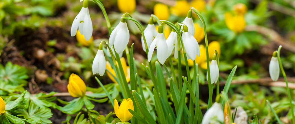 snowdrops and aconite