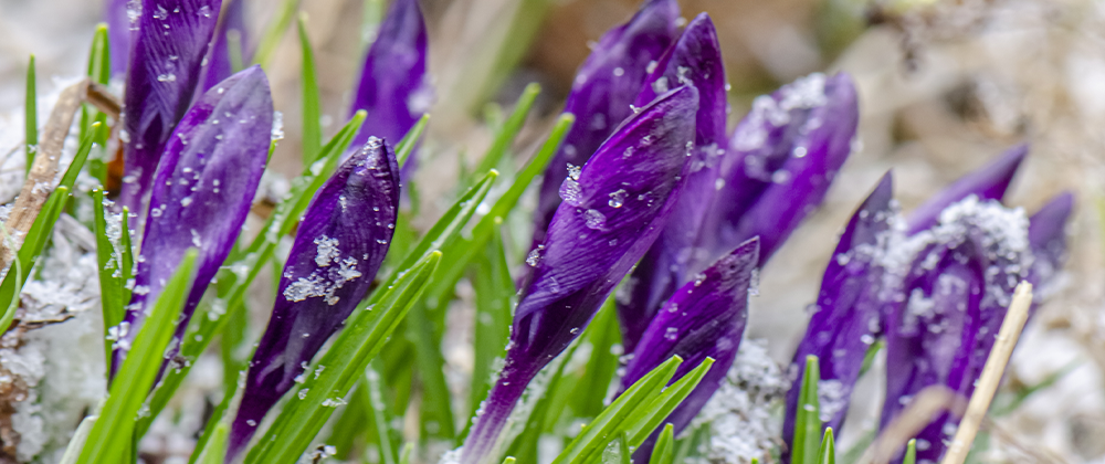 crocus bulbs with snow