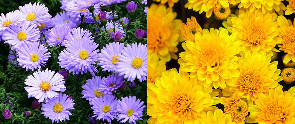 aster and chrysanthemum