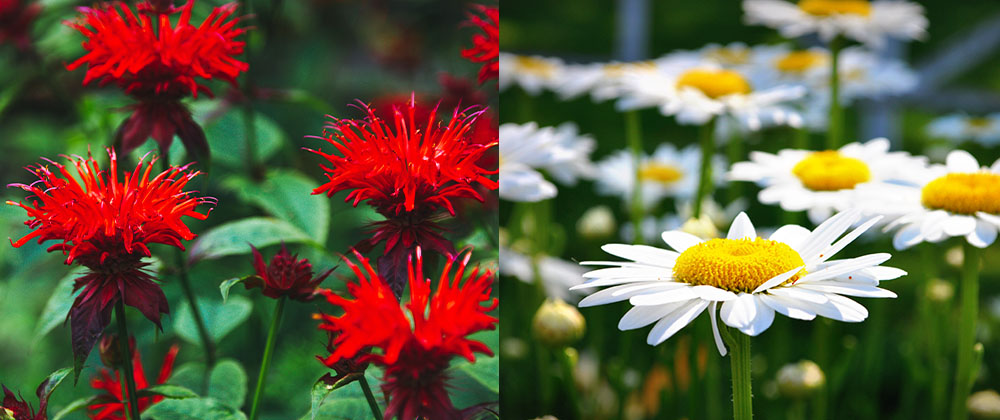bee balm and shasta daisy flowers