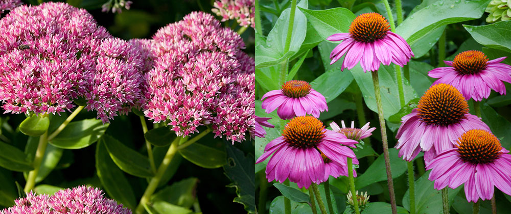 stonecrop and coneflowers