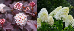 ninebark and hydrangea Plant Perfect Garden Center