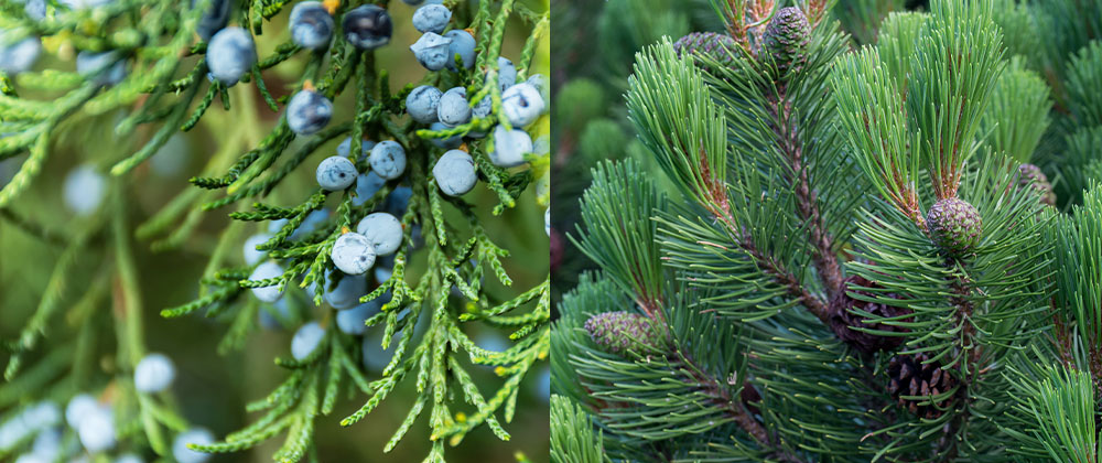 juniper and mugo pine