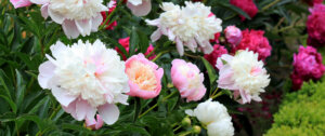 peony blooms Plant Perfect Garden Center