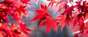 red maple leaves Plant Perfect Garden Center