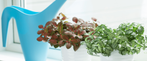 fittonia nerve plant on windowsill with watering can Plant Perfect Garden Center