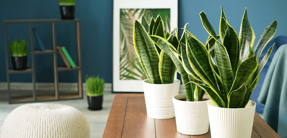 snake plants on shelf Plant Perfect Garden Center