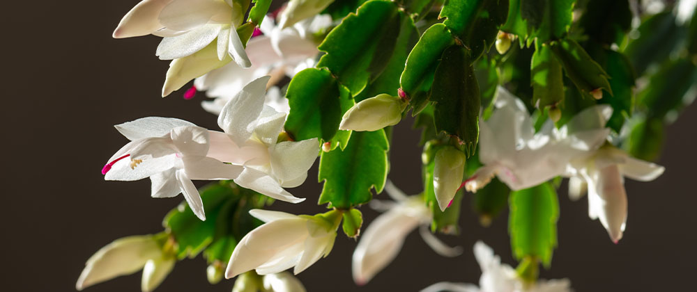 white flowering christmas cactus