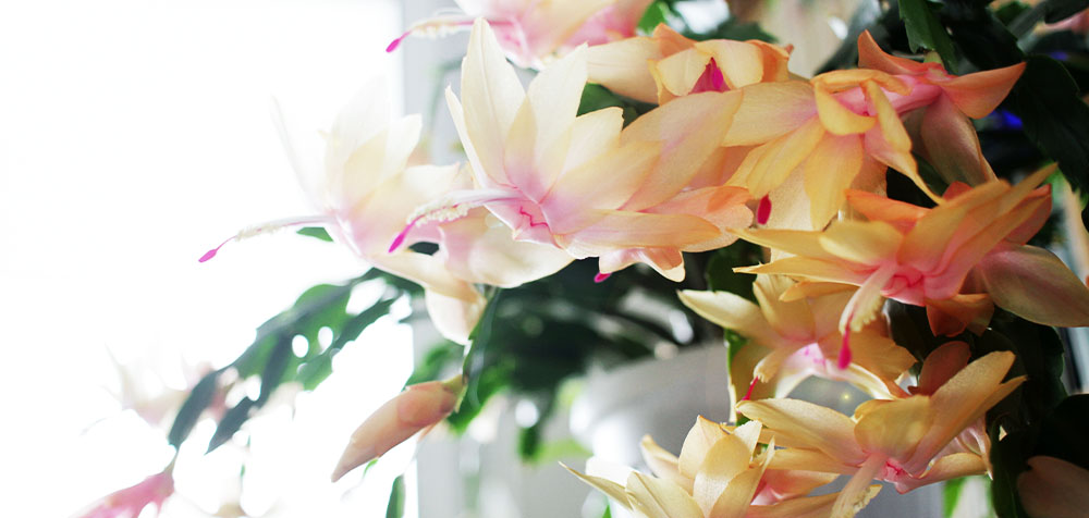 yellow blooming chrismtas cactus