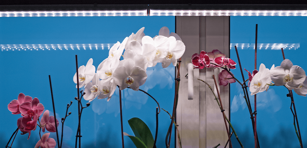 moth orchids under grow lights Plant Perfect Garden Center