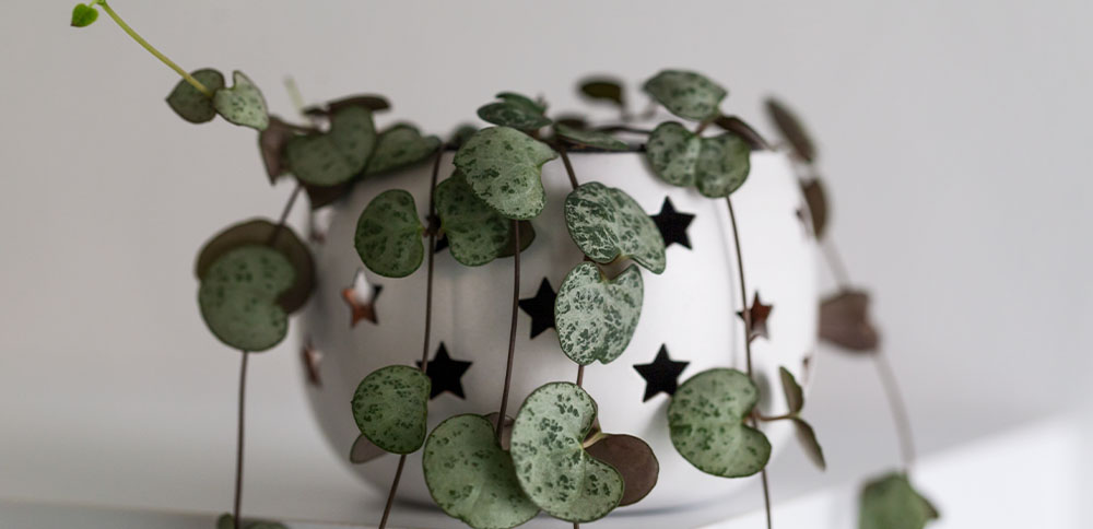 string of hearts plant