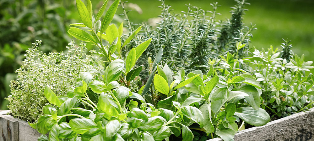 herbs in wooden crate