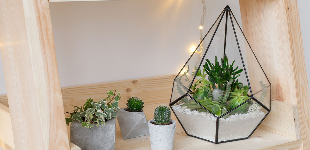 terarrium and little cactus pots on a shelf Plant Perfect Garden Center