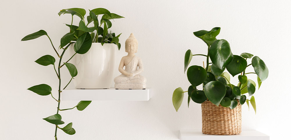 Buy Air Purifying Rubber Plant For You - Gift Plant online from Nurserylive  at lowest price.