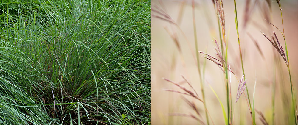 Bluestem Grass and its seeds Plant Perfect Garden Center
