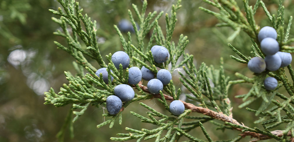 Juniper berries close up Plant Perfect Garden Center