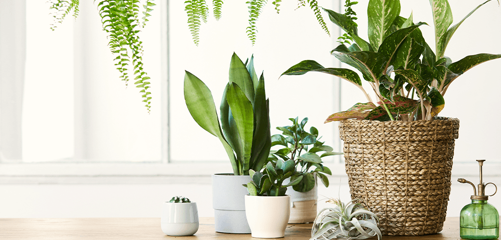 group of houseplants by the window Plant Perfect Garden Center