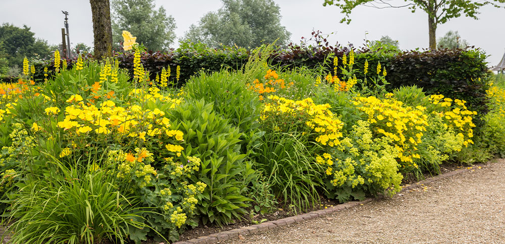yellow monochromatic garden Plant Perfect Garden Center