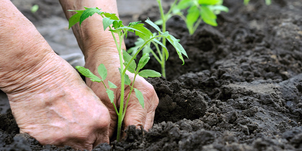 tomato plants being planted in the garden Plant Perfect Garden Center