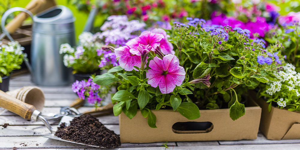 Plant Perfect Garden Center annual flowers in cardboard flats ready to be planted in the garden