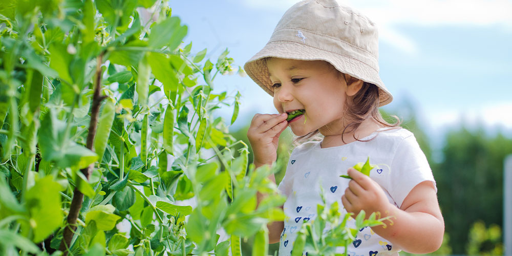 child is eating beans off fresh garden plants Plant Perfect Garden Center