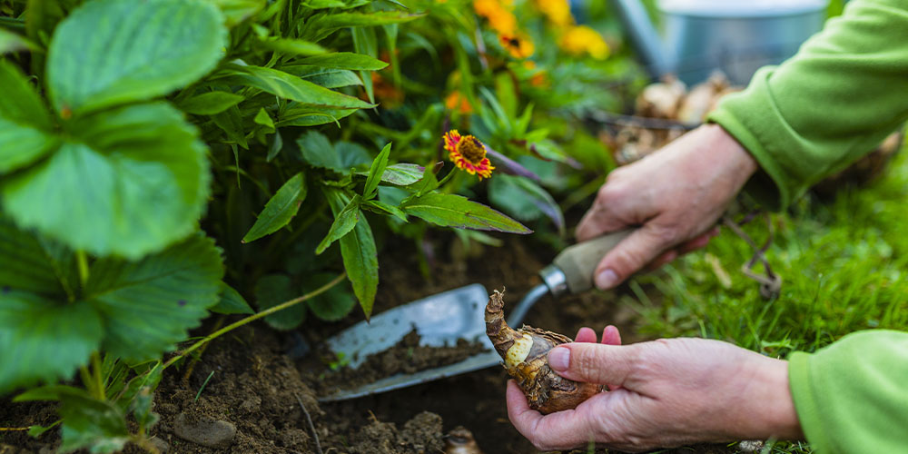 gardener plants bulbs in the fall