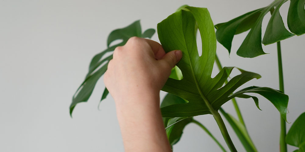 Plant Perfect Garden Center woman looking at underside of houseplant leaf