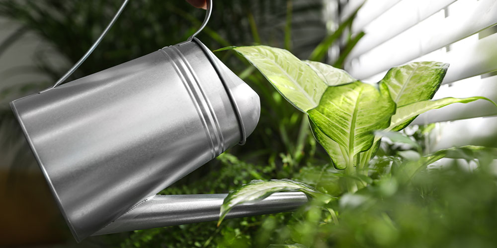 houseplants being watered by silver watering can