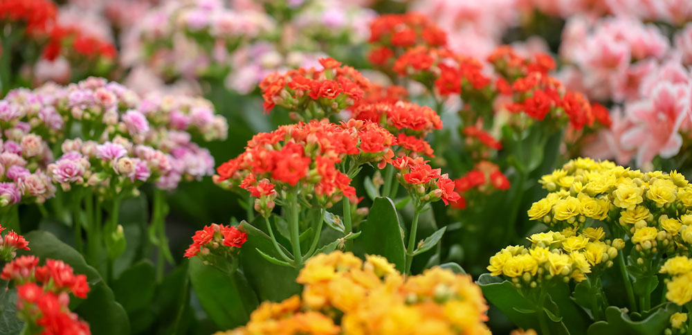 13 Best Winter Indoor Plants and Flowers