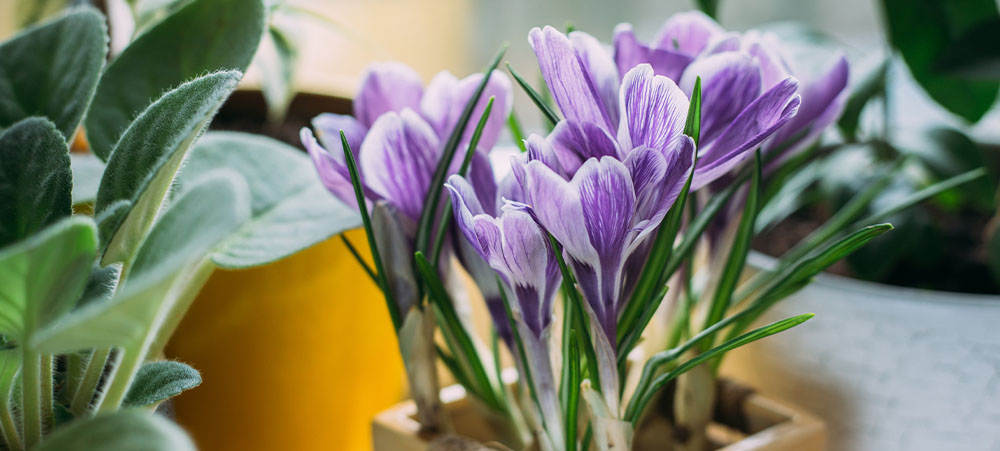 15 plants that bloom indoors in winter — HOMESTEAD BROOKLYN
