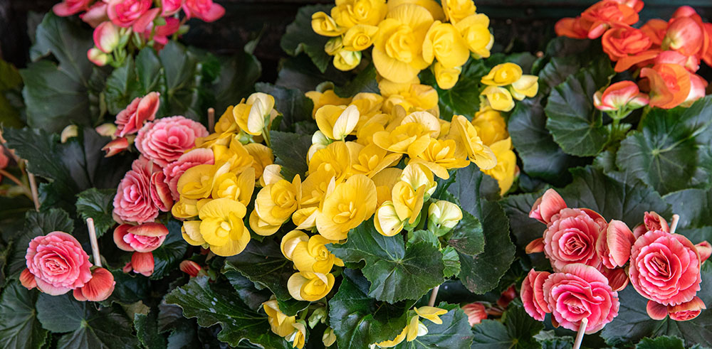 different colors of begonia flowers Plant Perfect Garden Center