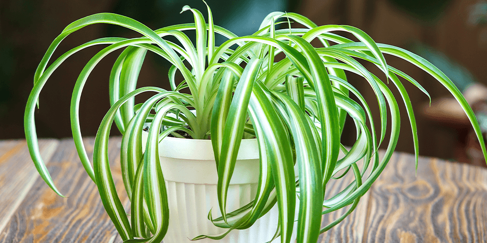 Spider plant: profile, growth habit & types - Plantura