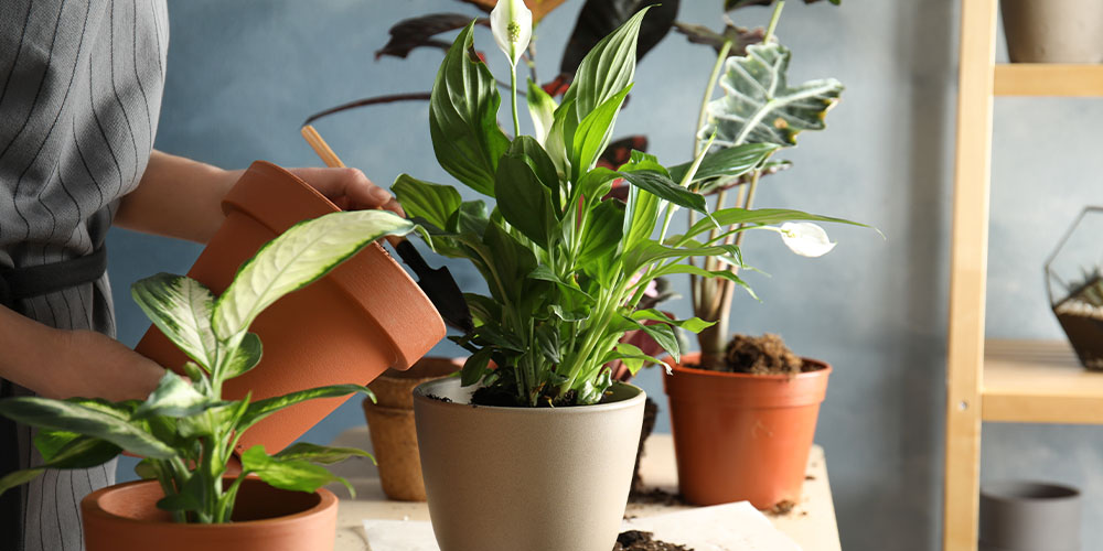 woman transplanting houseplant Plant Perfect Garden Center