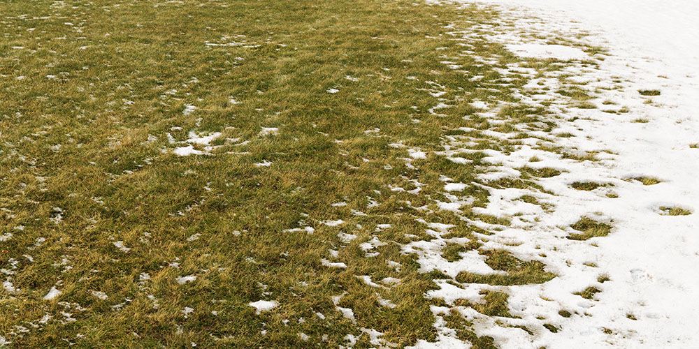 melting snow on spring lawn Plant Perfect Garden Center