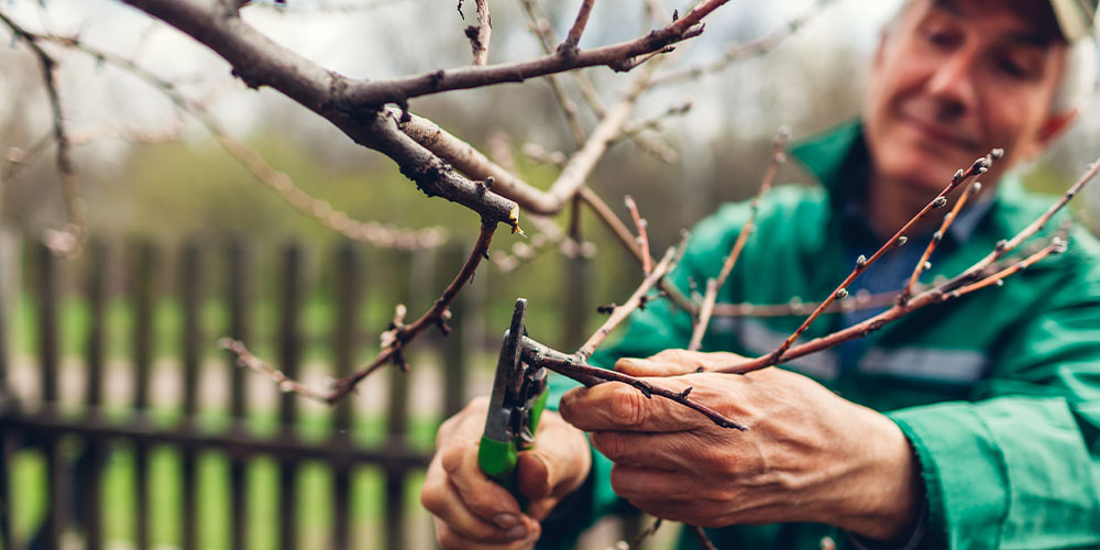 man pruning tree Plant Perfect Garden Center
