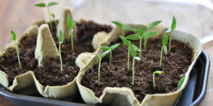 SEEDS GROWN IN EGG CARTON Plant Perfect Garden Center