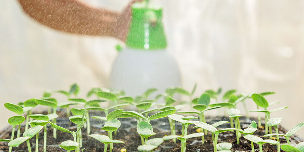 person misting melon seedlings Plant Perfect Garden Center