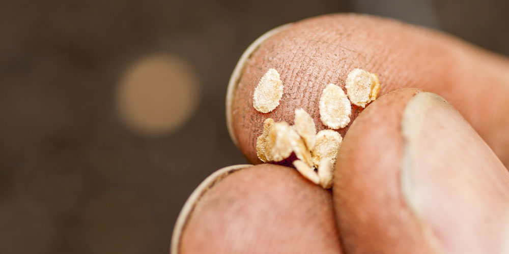 tomato seeds Plant Perfect Garden Center