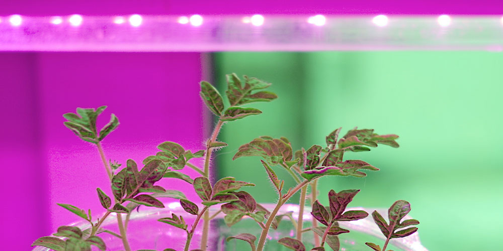 tomato seedlings growing under grow light Plant Perfect Garden Center