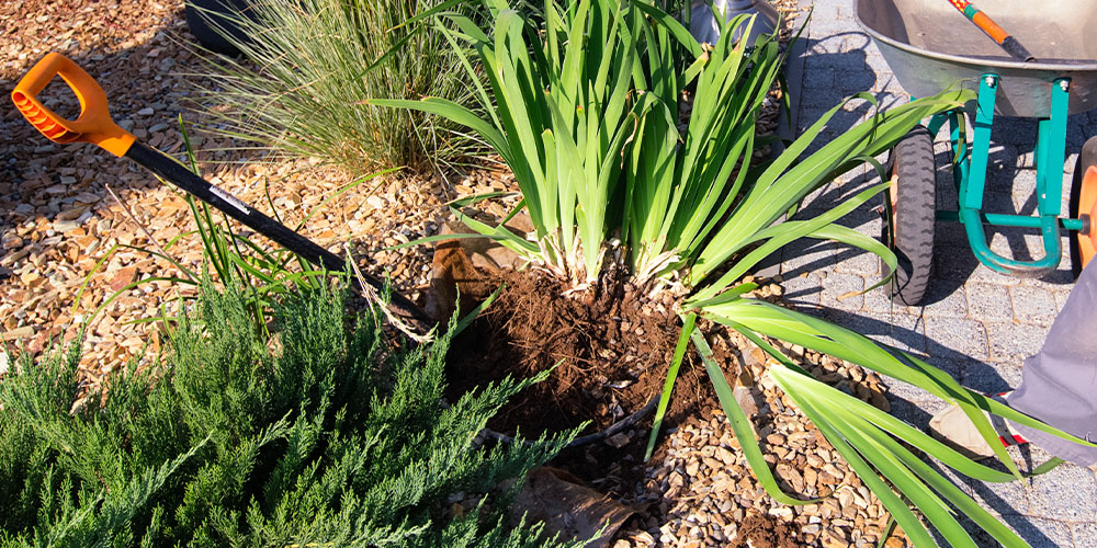 digging up iris Plant Perfect Garden Center